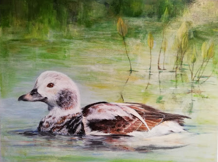 Long-tailed Duck