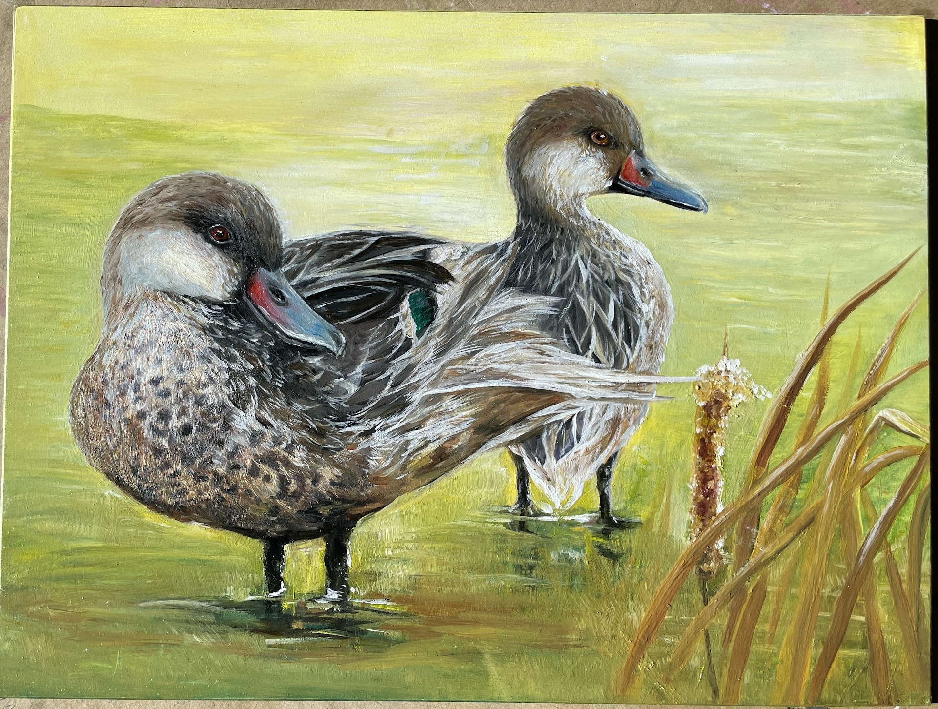 White-cheeked Pintails